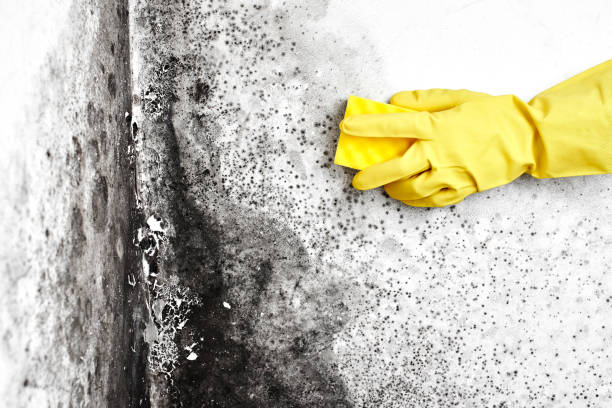 Best Post-Remediation Verification Testing  in Muskegon Heights, MI
